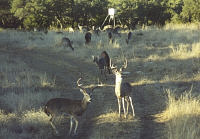 Home page deer picture